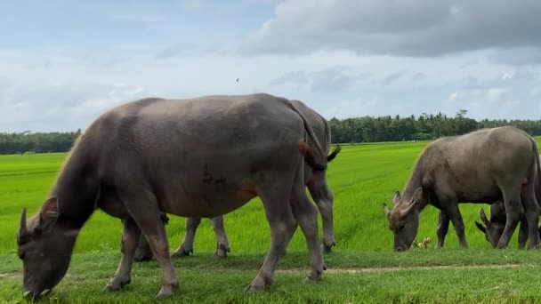 Close Indonesian Buffalo Herd Eating Grass Countryside Java Island Domestic — Stockvideo