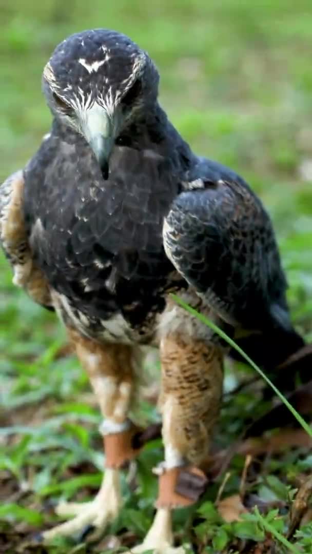 Black Chested Buzzard Eagle Geranoaetus Melanoleucus Bird Prey Hawk Eagle — Stock Video