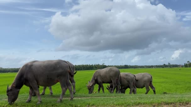 Herd Domestic Buffalos Eating Grass Countryside Pasture Indonesia Java Island — Video Stock