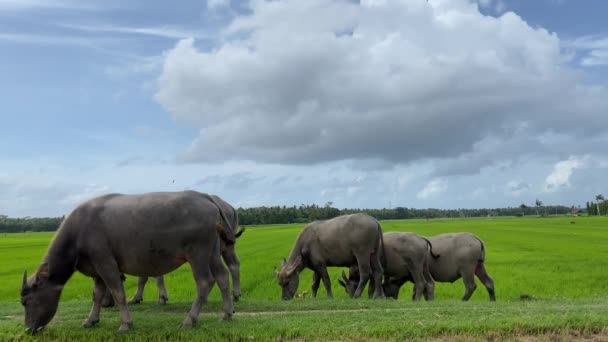 Herd Domestic Buffalos Eating Grass Countryside Pasture Indonesia Java Island — 图库视频影像