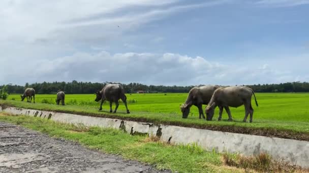 Indonesian Buffalos Aka Anoa Eating Grass Pasture Farm Rice Fields — Stockvideo