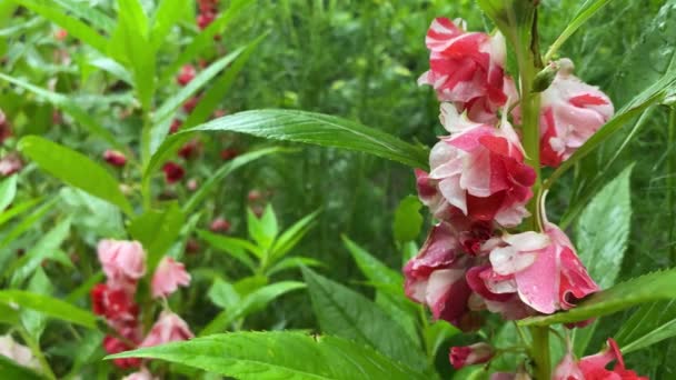 Red White Tropical Flowers Green Landscape Close — Αρχείο Βίντεο