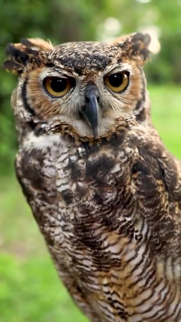 Close Face Great Horned Owl Bubo Virginianus — Stock Video