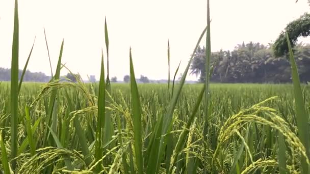 Rijstveld Dicht Groene Planten Landbouwgrond Aziatisch Tropisch Eiland — Stockvideo