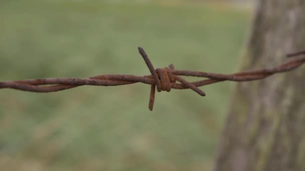 Rusty Old Barbed Wire Fence Isolated Shot — Vídeo de stock