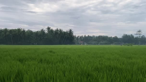 Traditionele Rijstvelden Het Platteland Van Indonesië Groen Landschap Onder Bewolkte — Stockvideo