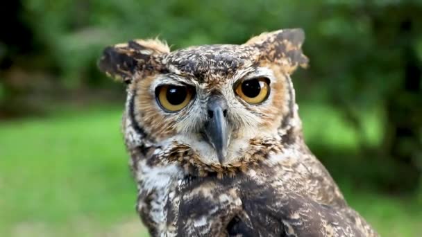 Primer Plano Cara Gran Búho Cuerno Bubo Virginianus — Vídeo de stock