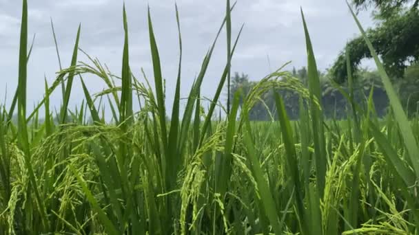 Rice Agricultural Field Tropical Landscape Authentic Farming Land Cloudy Day — Stockvideo