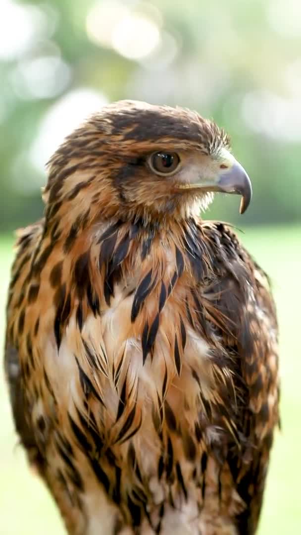 Falco Harris Parabuteo Unicinctus Precedentemente Noto Come Falco Alato Falco — Video Stock