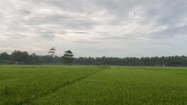 Grüne Reisfelder Der Landschaft Von Tropical Island Südostasien Bewölkten Tag — Stockvideo