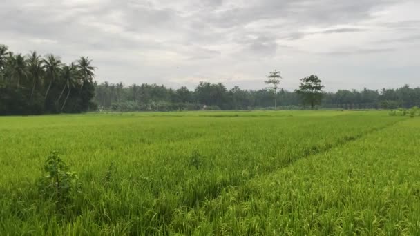 Authentic Rice Fields Tropical Island Southeast Asia Green Landscape Panorama — Stockvideo