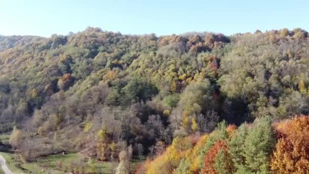 Beautiful Autumn Forest Sunset Aerial View Forest Autumn Season Different — Wideo stockowe