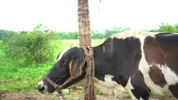 Индийская Корова Большие Домашние Копытные — стоковое видео