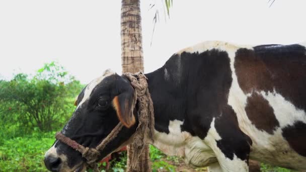 Vaca India Ganado Grande Ungulados Domesticados — Vídeos de Stock