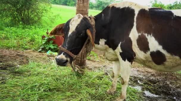 Indian Cow Large Domesticated Ungulates — Vídeo de Stock