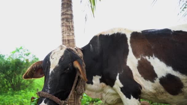 Indian Cow Cattle Large Domesticated Ungulates — Vídeo de Stock