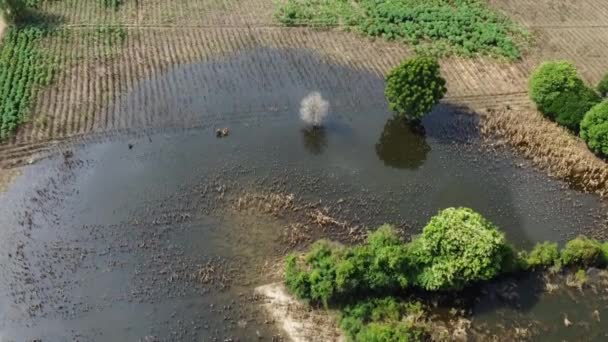 Flooded Fields Floodwaters Sunny Day Countryside Battambang Cambodia Aerial — Video