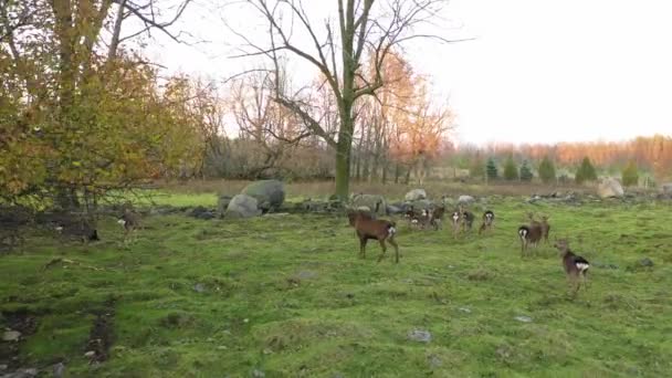 Big Buck Deer His Herd — Stock Video