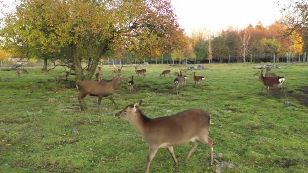 Big Buck Deer Herd — Stockvideo