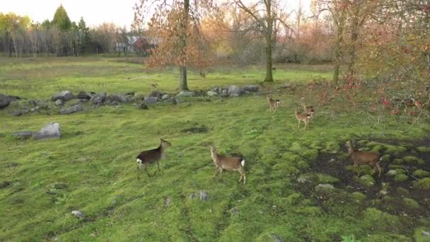 Kudde Herten Hangend Rond Appelbomen Herfst — Stockvideo