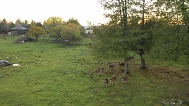 Herd Deer Sunset Fly Away Reveal Area Autumn Colors — Video