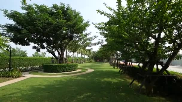 Peaceful Beautiful Green Grass Jogging Park Big Trees Sunny Day — Vídeo de stock