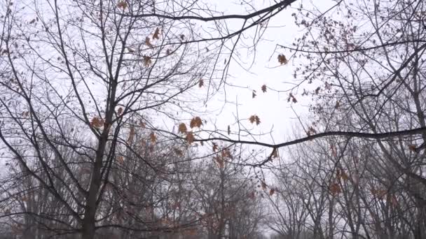 Snowing Winter Creates Beautiful Background Dead Leaves Branches Back You — Stock video