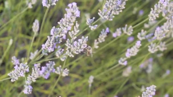 Bee Feeding Lavender Plant Top View Slow Motion — 图库视频影像