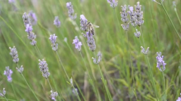 Bee Feeding Lavender Plant Wind Close Slow Motion — Video