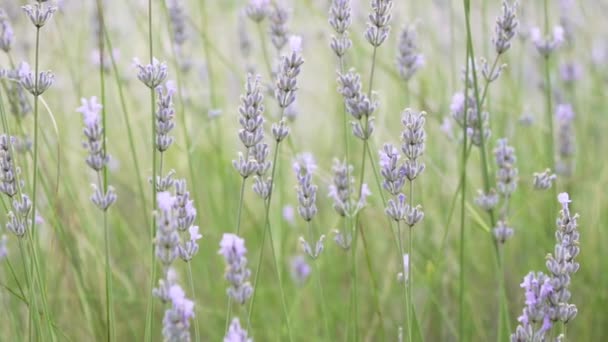 Lavender Plants Golden Hour Slow Motion — Video