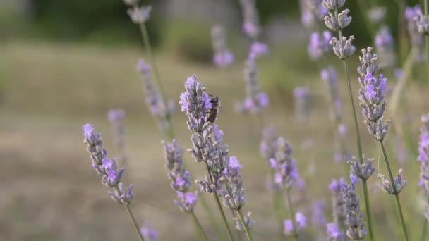 Bee Feeding Lavender Plant Wind Slow Motion — Video