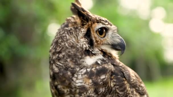 Close Van Het Gezicht Van Een Grote Gehoornde Uil Bubo — Stockvideo