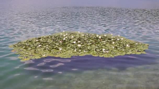 Water Lillies Floating Lake Slow Motion — стоковое видео