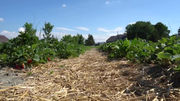 Close View Strawberry Field Straws Ground Some Houses Blue Sky — Stockvideo