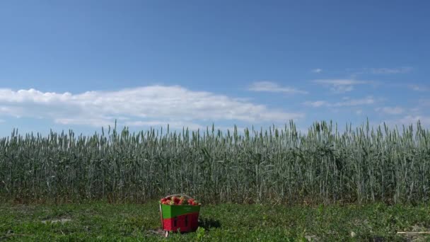 Basket Strawberries Alone Grass Wheat Field — Stock video
