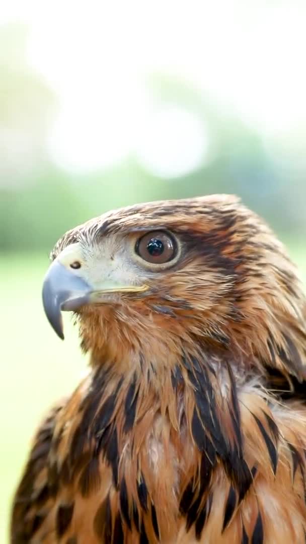 Halcón Harris Parabuteo Unicinctus Anteriormente Conocido Como Halcón Alado Bahía — Vídeo de stock