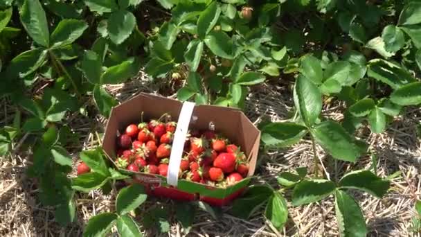 Woman Picks Strawberries One One Put Them Small Box You — Αρχείο Βίντεο