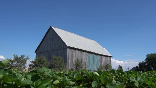 Old Barn View Beautiful Summer Day You Can See Lot — стоковое видео