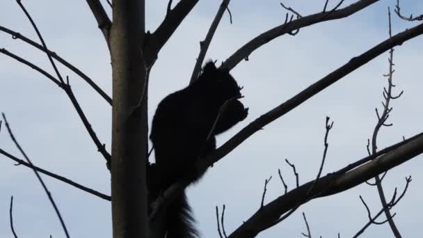 Squirrel Silhouette Walnut Leafless Tree Gimbal — Stock videók