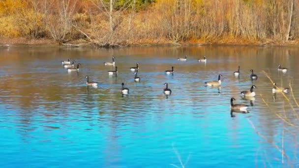 Gimbal Shot Canadian Geese Swimming Lake Sunny Day — Vídeos de Stock
