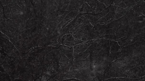 Static Shot Snowflakes Accumulating Tree Branches Night — Stockvideo