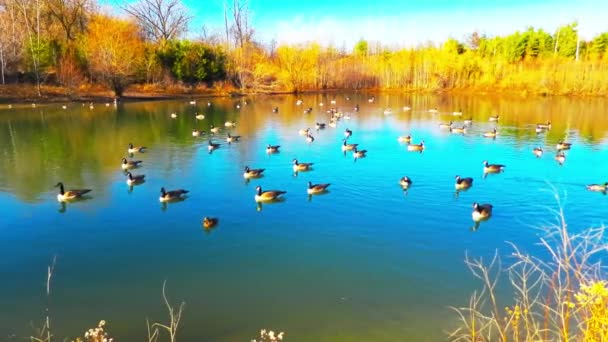 Landscape Canadian Geese Swimming Calmly Lake Static — Stock video