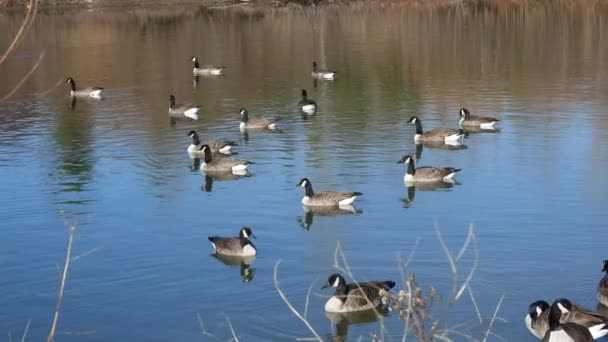 Landscape Small Flock Canadian Geese Swimming Pond Gimbal — Stok Video