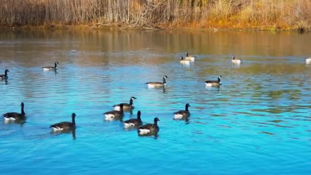 Gimbal Shot Canadian Geese Swimming Sunny Day — Stok Video