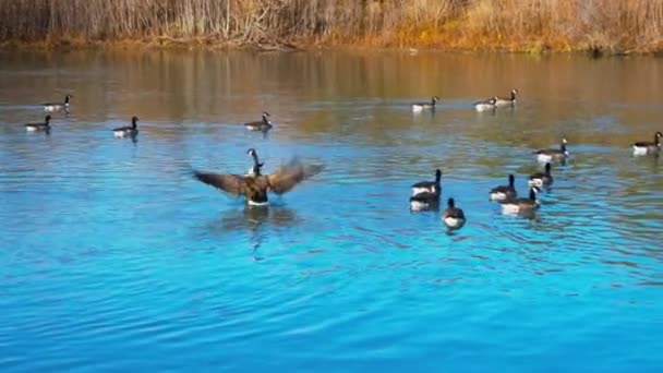 Scene Small Flock Canadian Geese Swimming Calmly Waters Gimbal — Vídeos de Stock