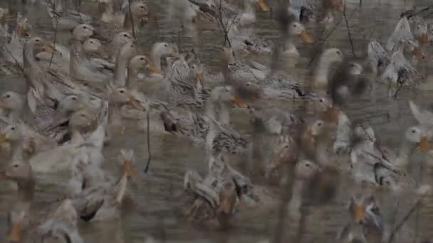 Close Shot Showing Group Ducks Swimming Dirty Pond Heavy Flood — Vídeo de stock