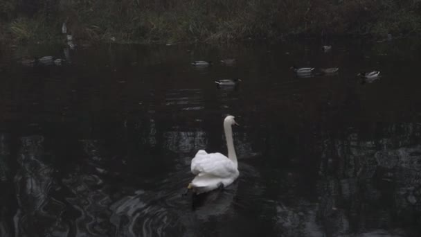 Graceful Single Swan Floats Water Ducks Wide Shot — Wideo stockowe