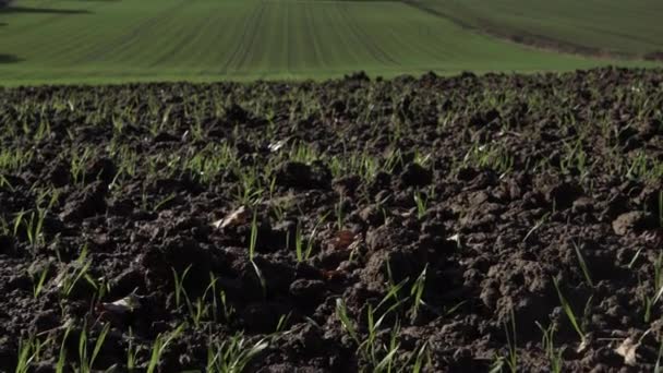 Early Green Crop Shoots Farmland Medium Crane Shot — стоковое видео