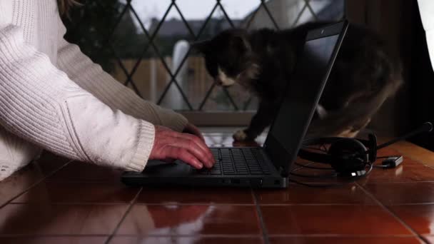 Woman Working Home Laptop Her Cat — Stockvideo