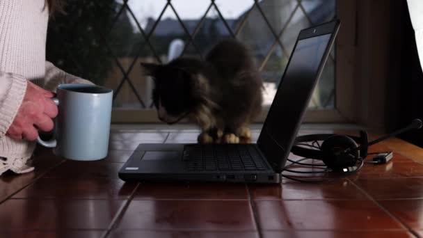 Woman Working Home Laptop Pet Cat Coffee Medium Shot — Vídeo de Stock